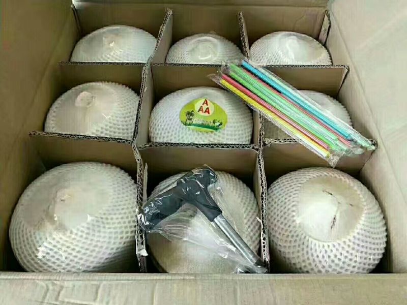 送开椰器海南椰青新鲜特产椰子9个装热带孕妇水果香水椰皇