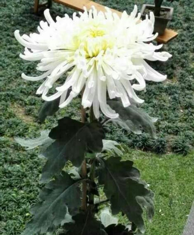菊花苗