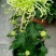 菊花苗