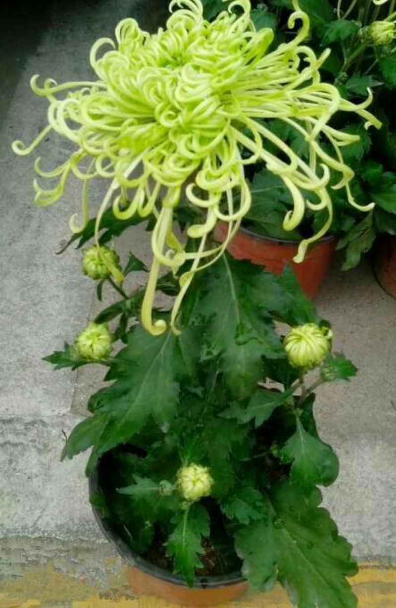菊花苗