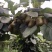 红阳猕猴桃80~100克