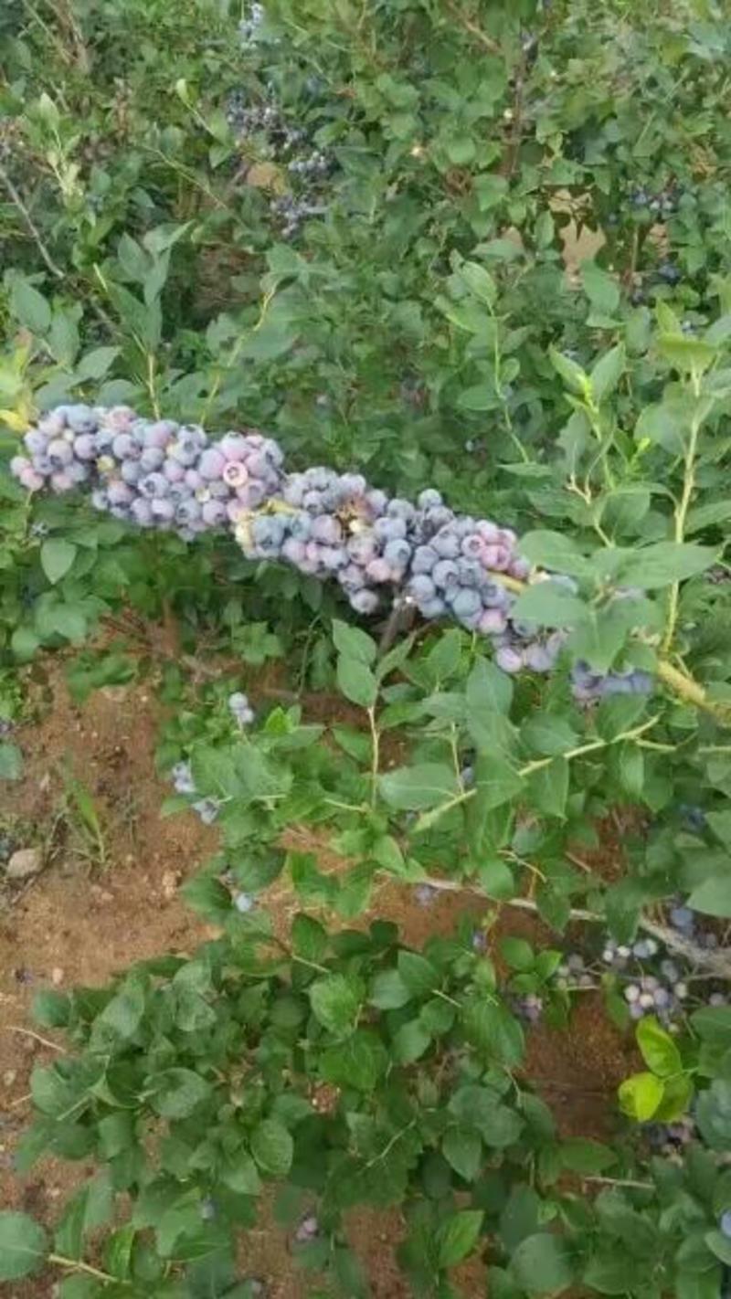 蓝莓苗30~50cm2年以上提供技术支持后期跟踪服