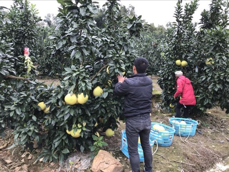 红心柚1.5斤以上原产地皮薄多汁