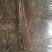 紫薇树6~8cm4米以上3米以上