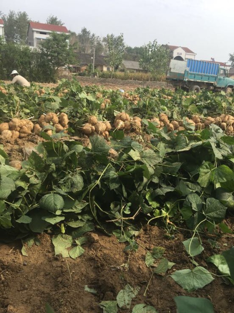 凉薯500g以上质优价廉