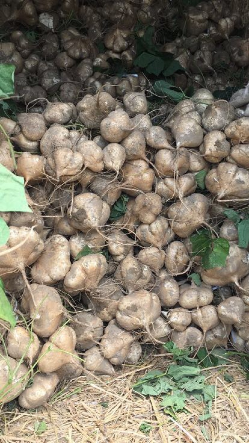 凉薯500g以上质优价廉