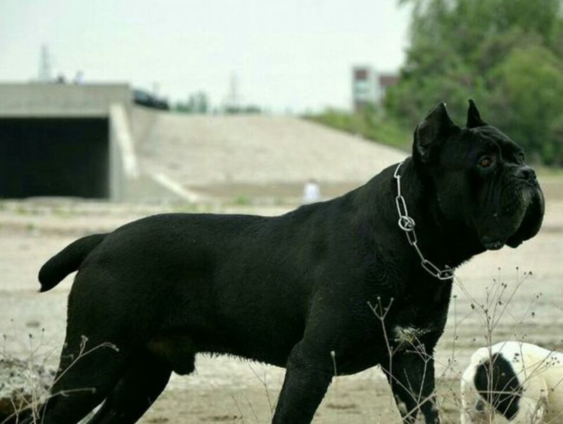 马犬极品马犬