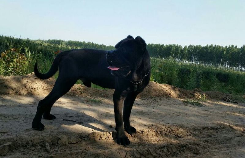 马犬极品马犬