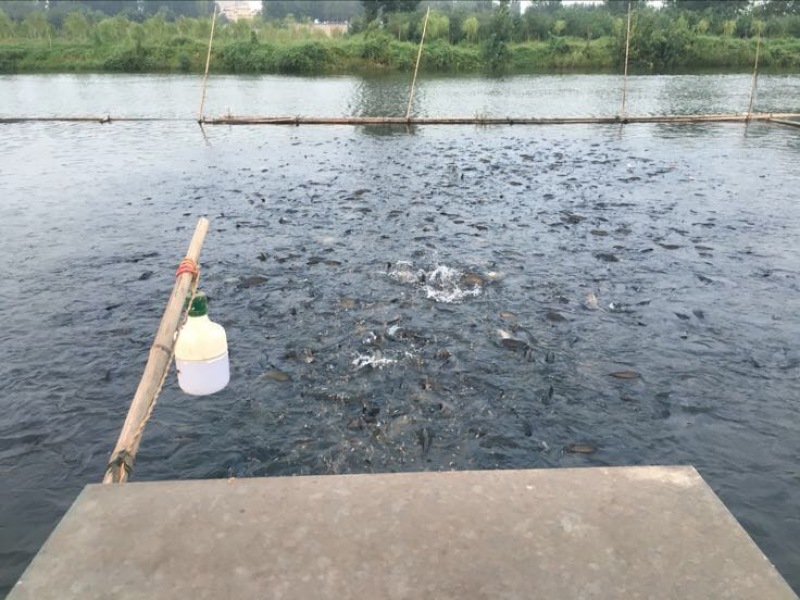 鲤鱼食用1~2公斤