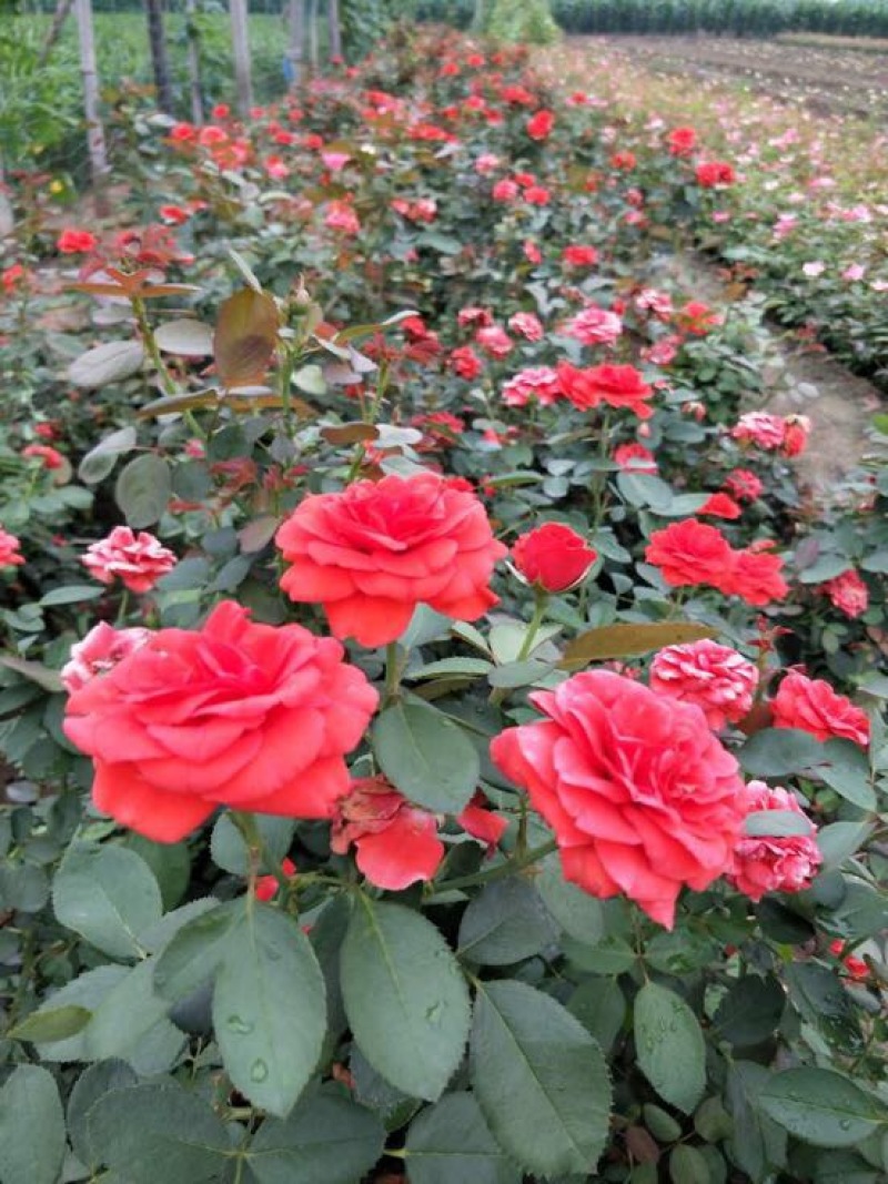 大花月季30~40cm