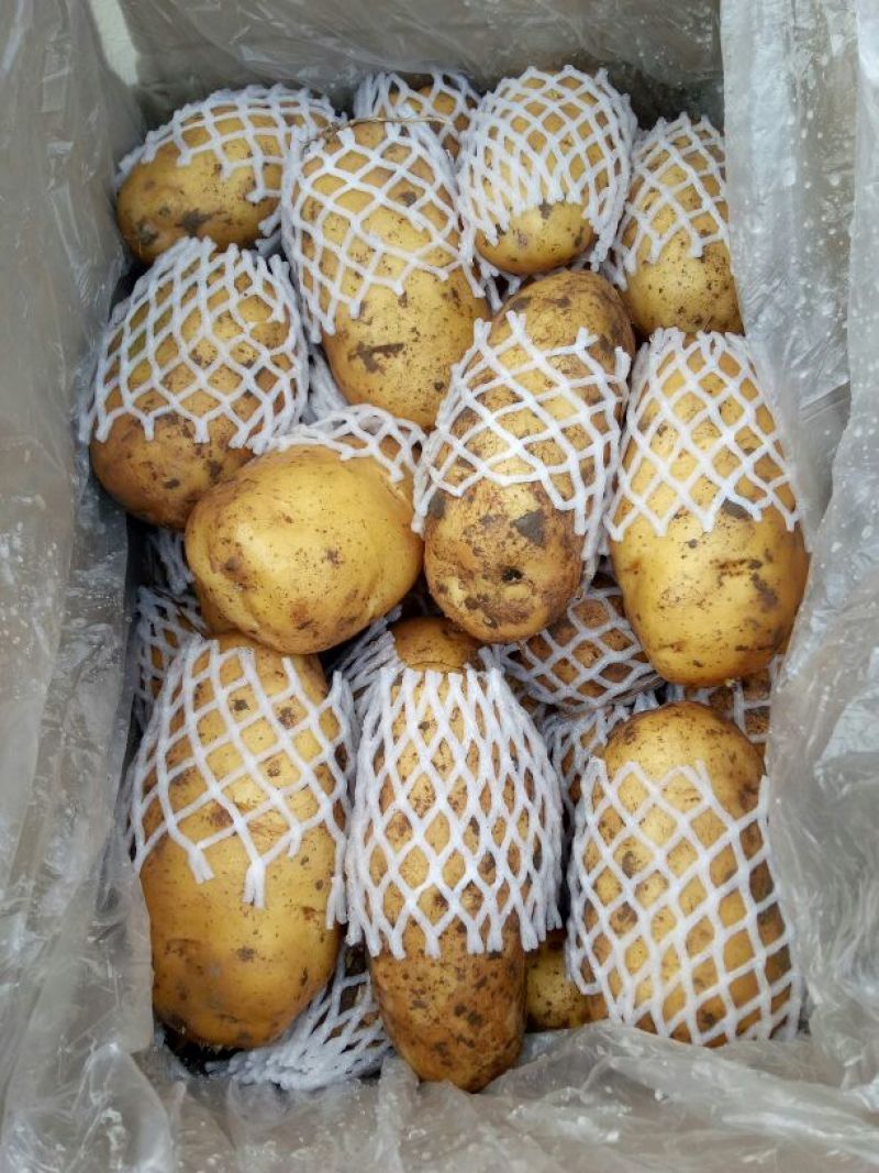 荷兰十五土豆精品3两以上