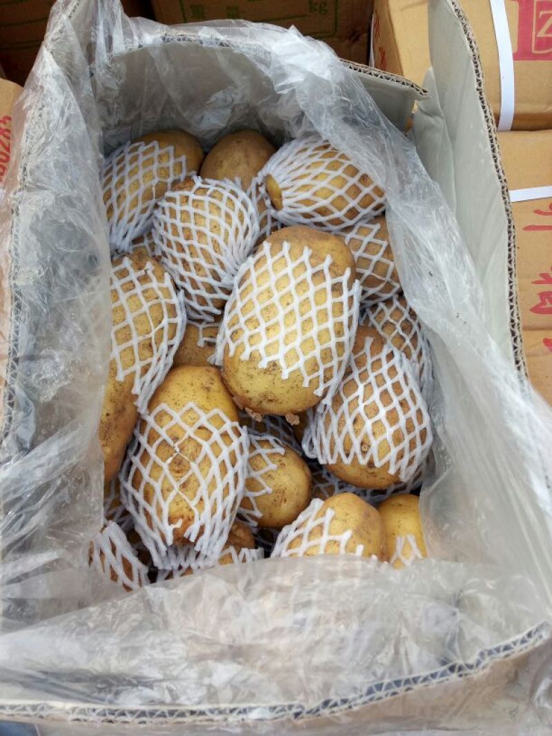 荷兰十五土豆精品3两以上