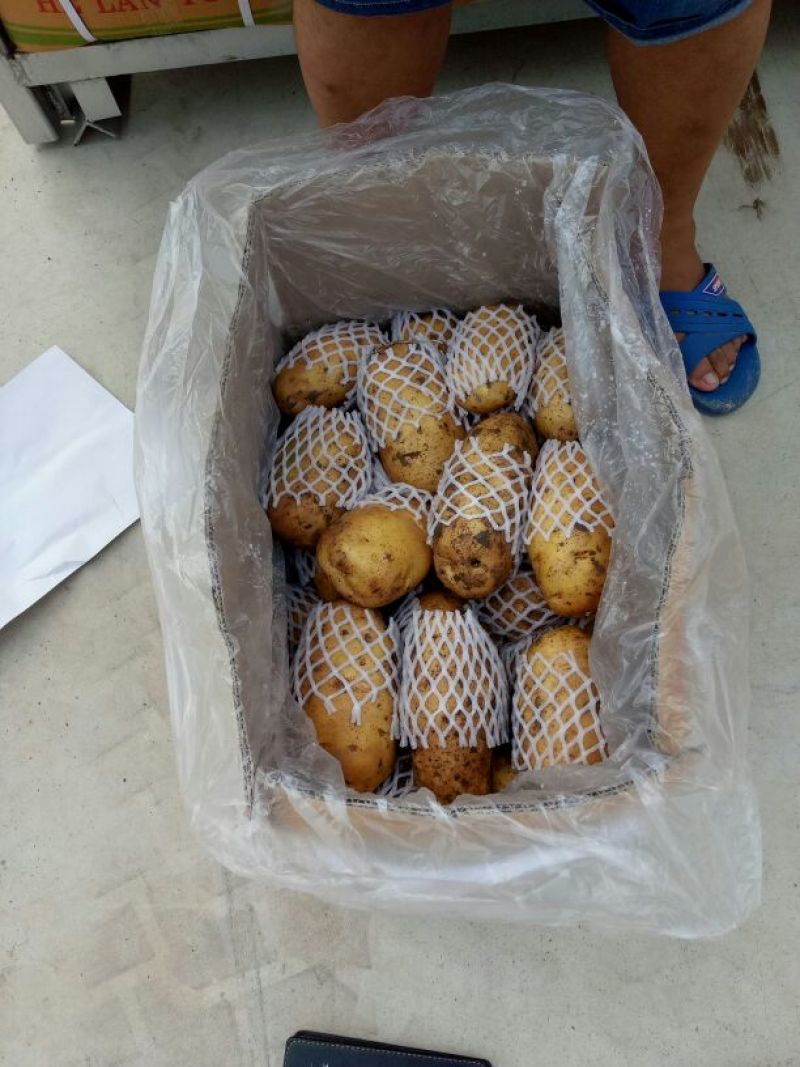 荷兰十五土豆精品3两以上