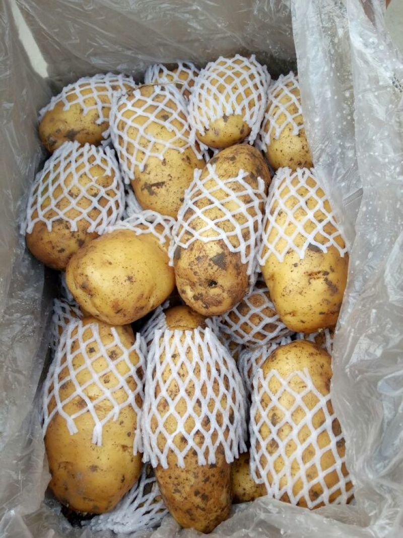 荷兰十五土豆精品3两以上