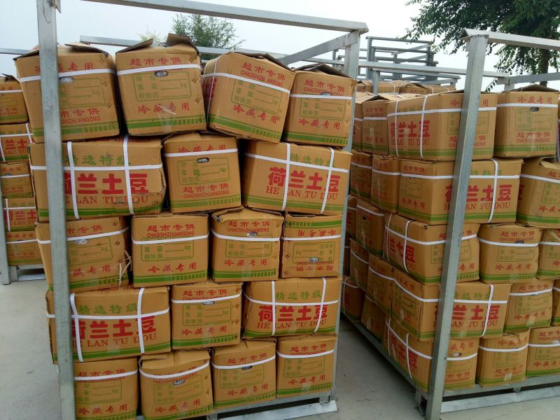 荷兰十五土豆精品3两以上