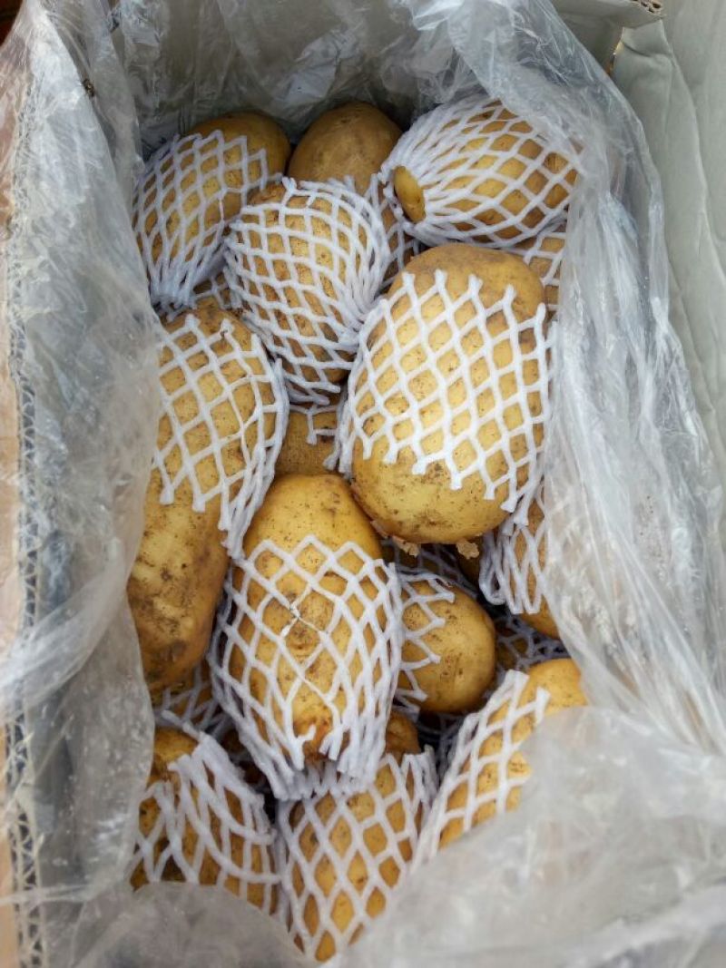 荷兰十五土豆精品3两以上