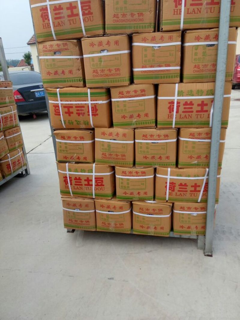 荷兰十五土豆精品3两以上
