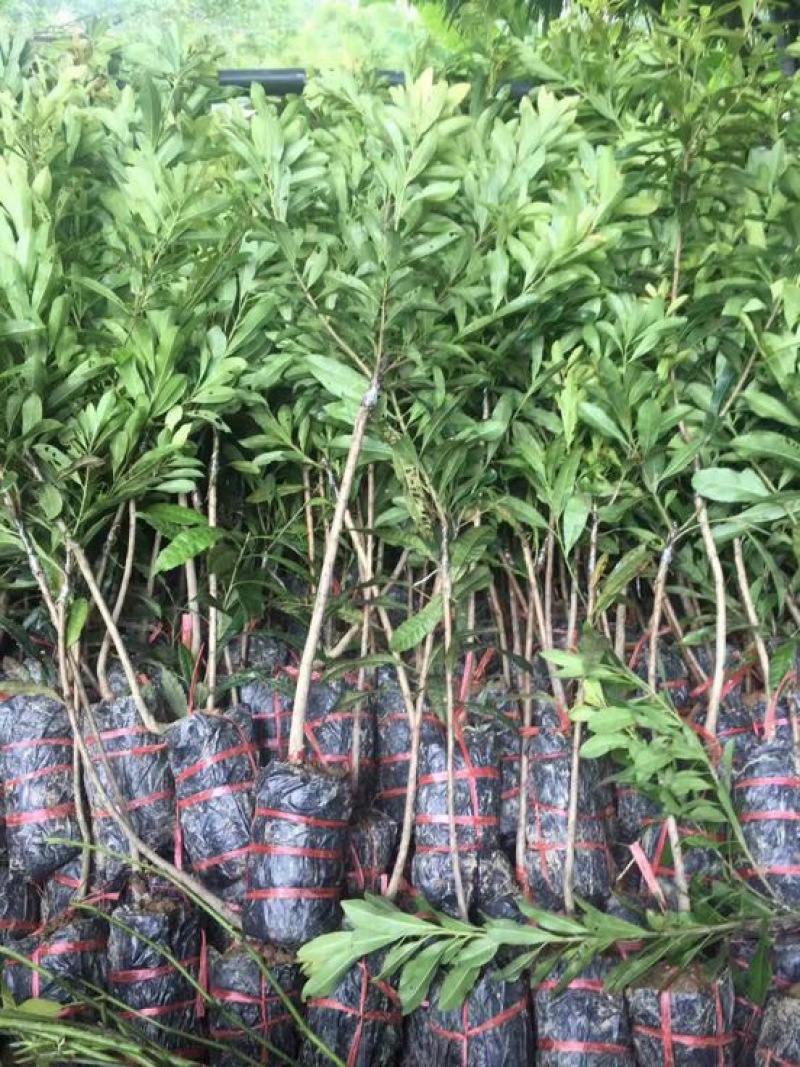 杨梅苗东魁杨梅，嫁接苗！晚熟品种。