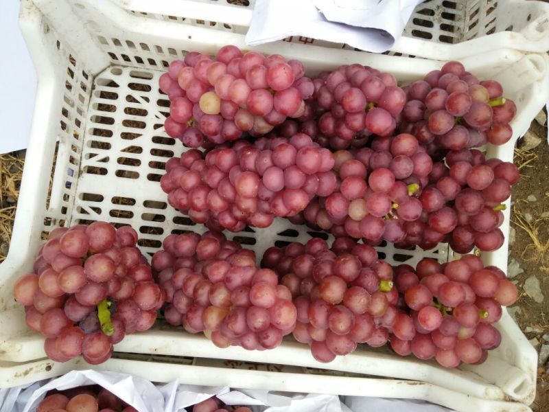 葡萄平顶山鲁山张庄巨峰葡萄5%以下1~2斤