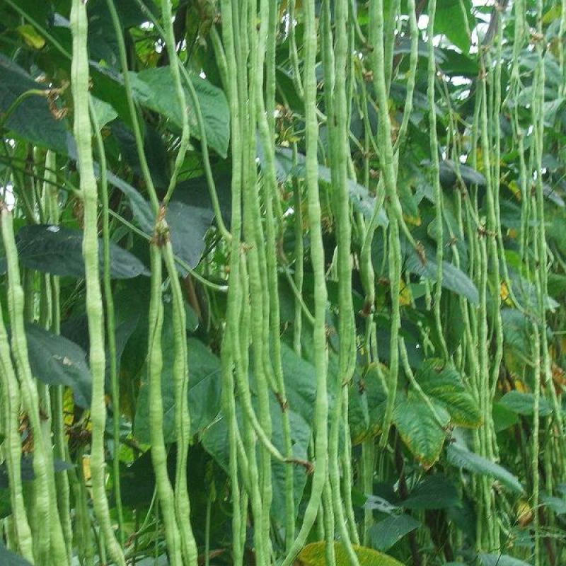 长豆角60厘米以上