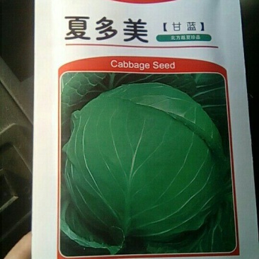 甘蓝种子