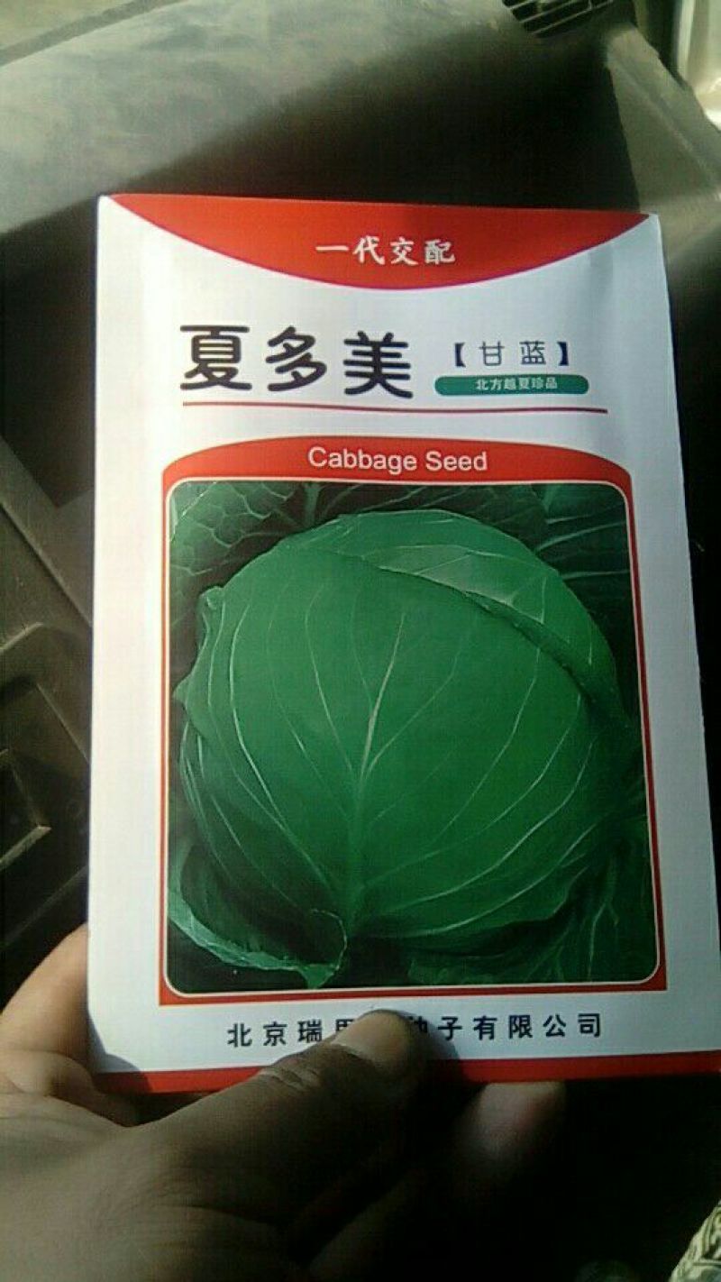 甘蓝种子