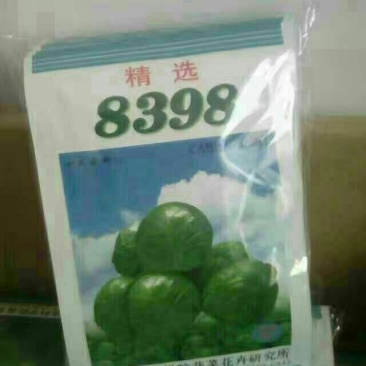 甘蓝种子