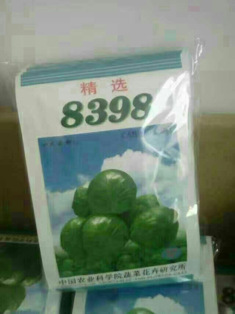 甘蓝种子