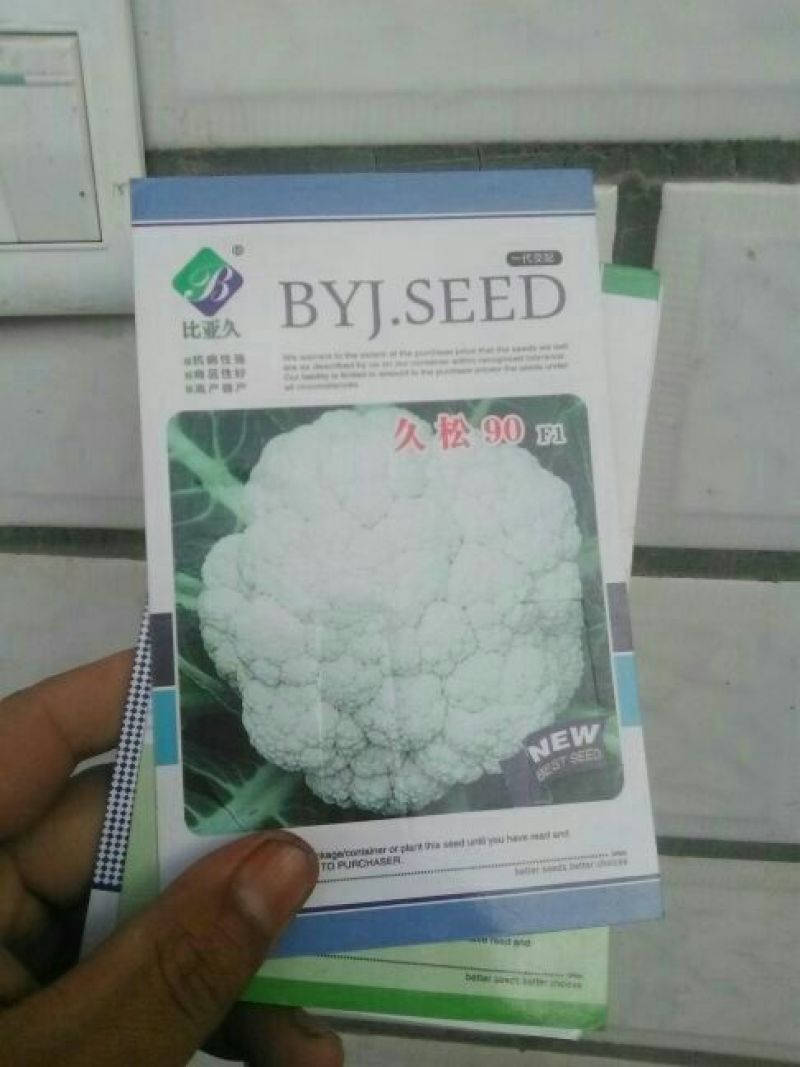 甘蓝种子