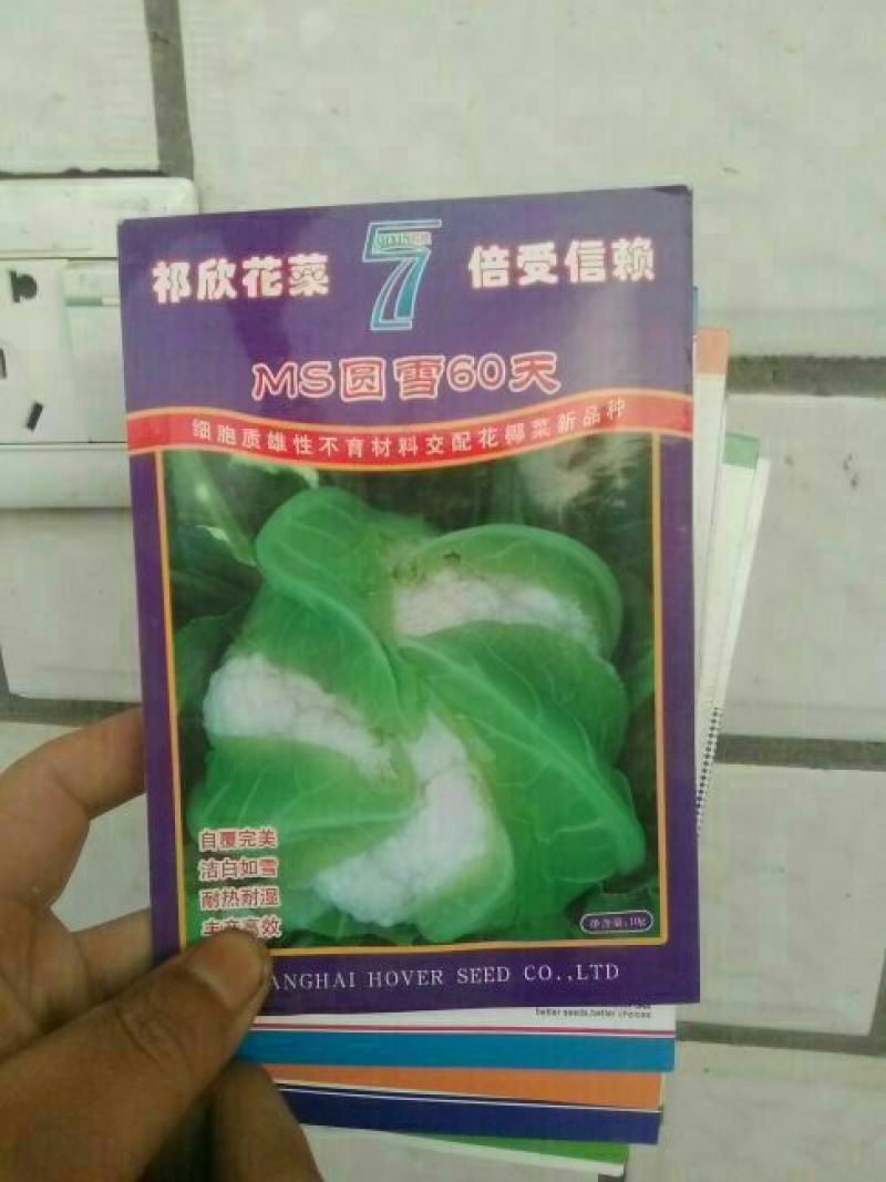 甘蓝种子