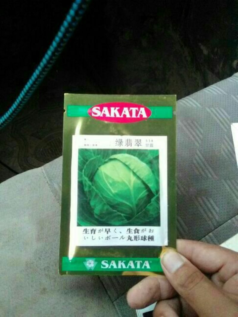 甘蓝种子