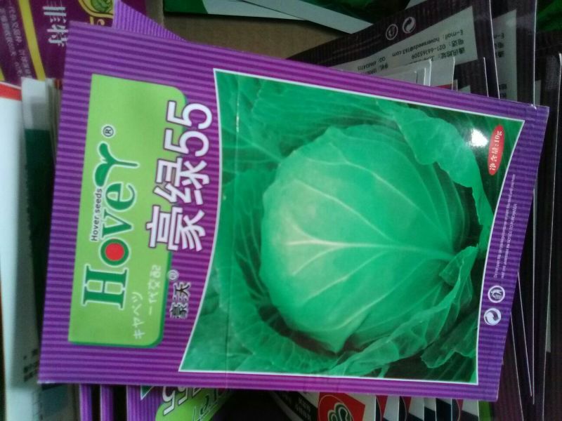 甘蓝种子