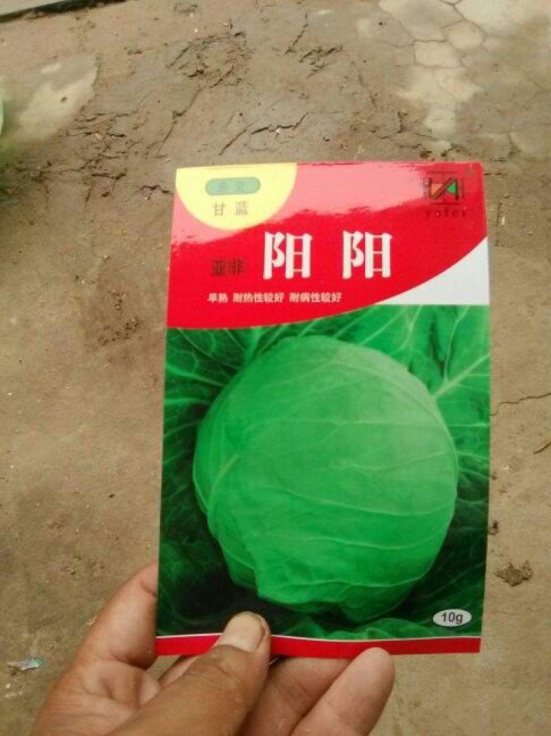 甘蓝种子