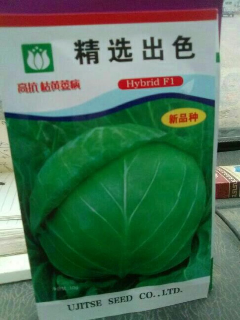 甘蓝种子
