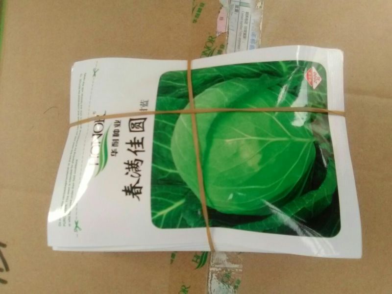 甘蓝种子