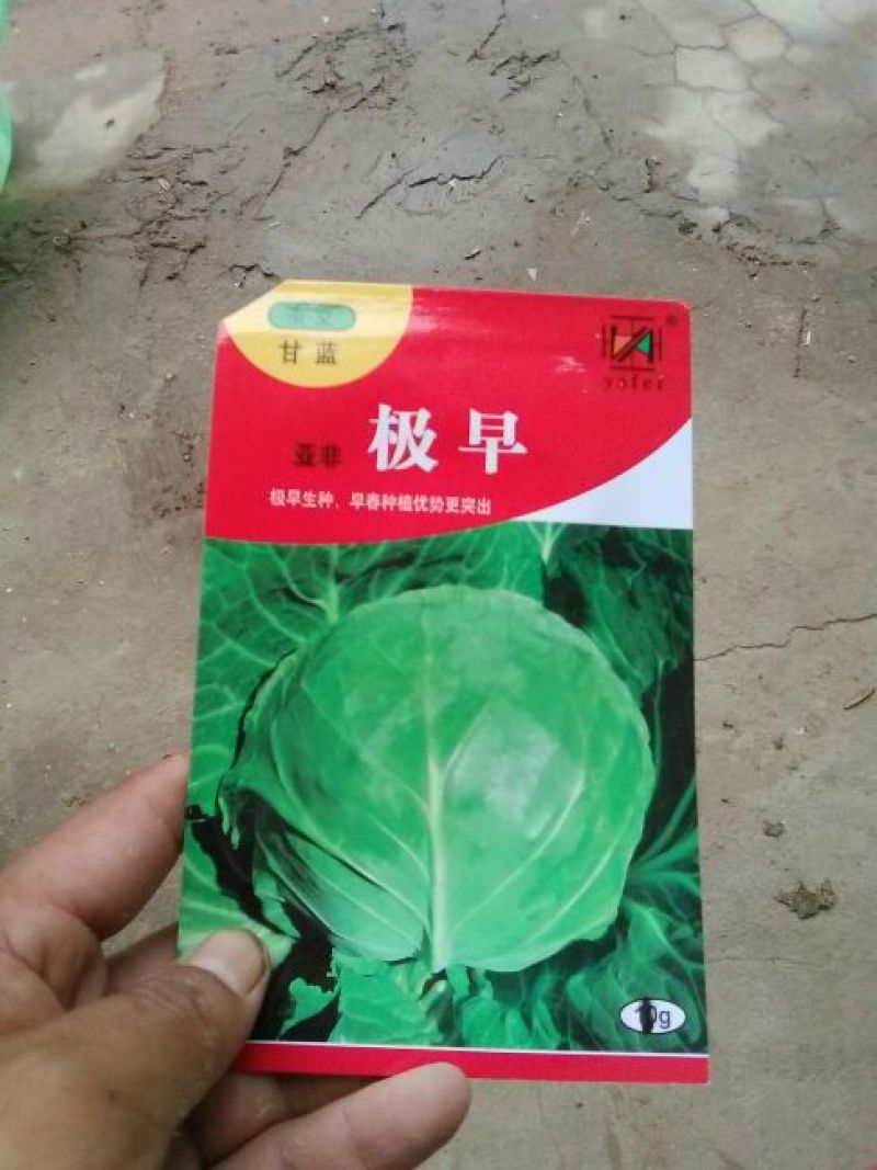 甘蓝种子