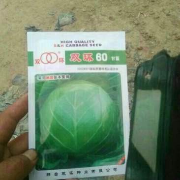 甘蓝种子