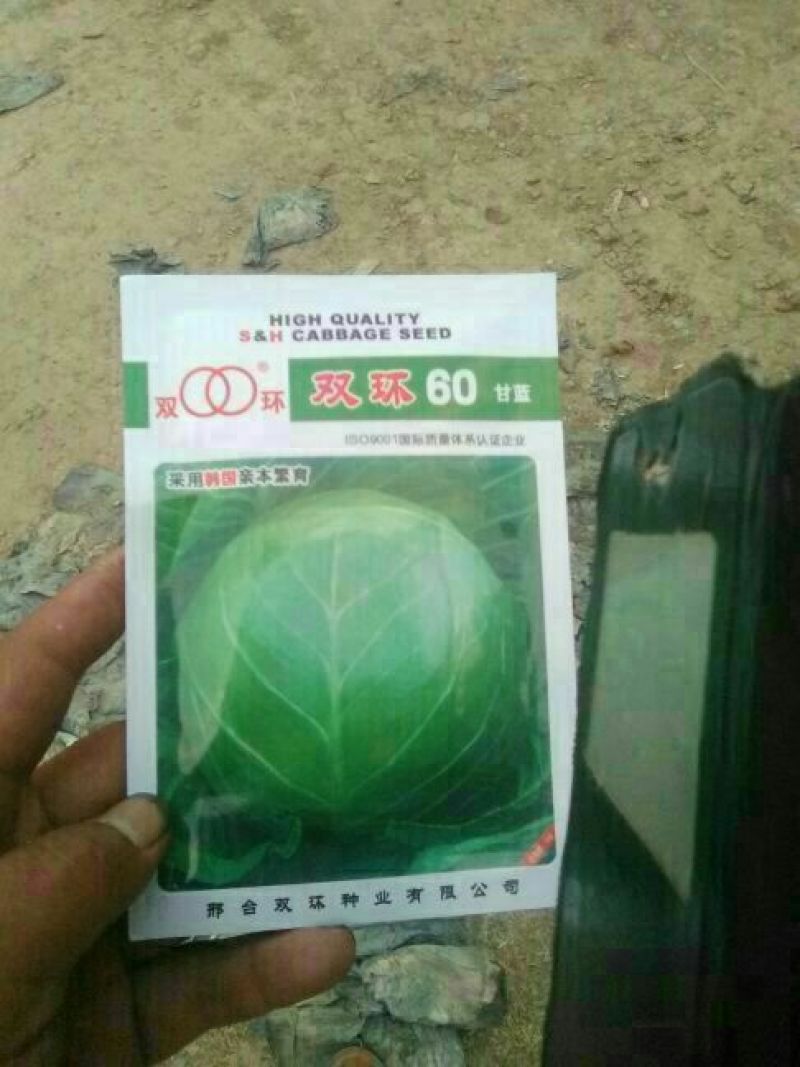 甘蓝种子