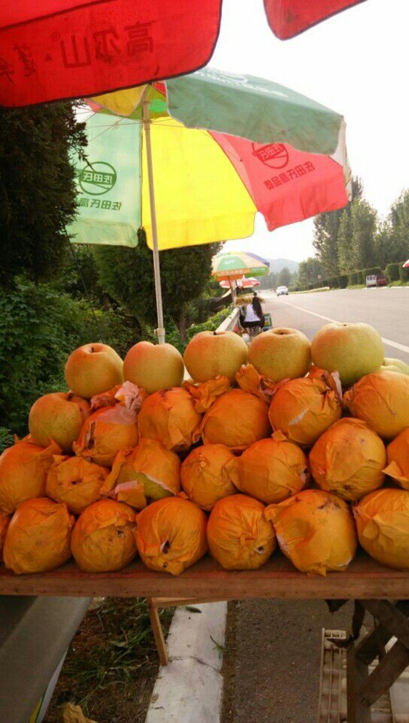 黄金梨450~500g纸袋