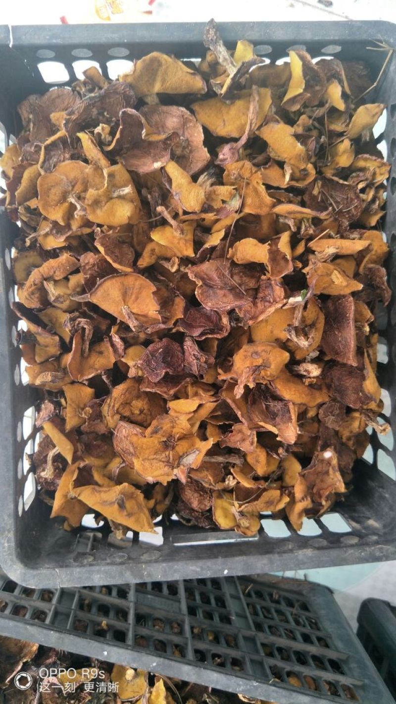 松蘑二级