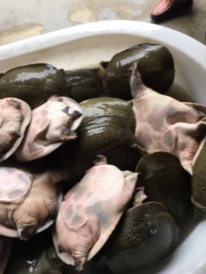 生态甲鱼2~2.5斤