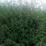 益母草
