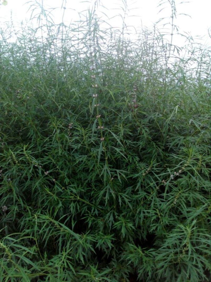 益母草