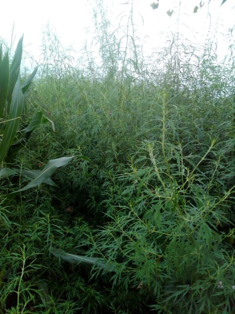 益母草