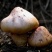 红蘑菇特级4cm