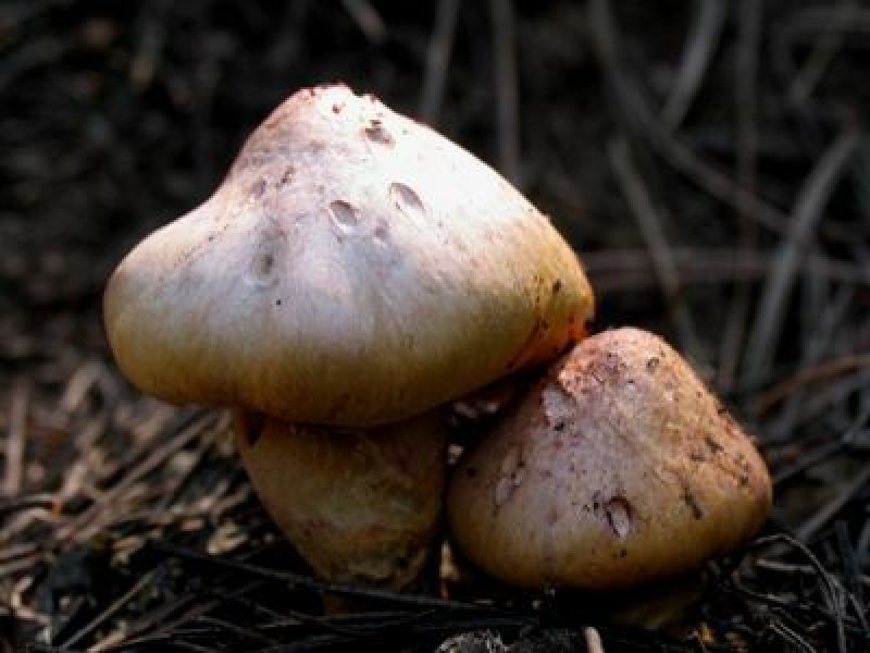 红蘑菇特级4cm