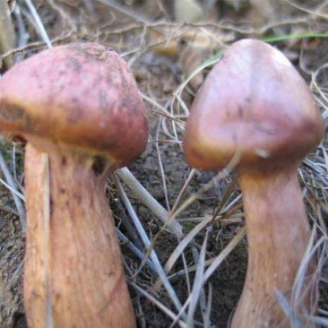 红蘑菇特级4cm
