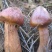 红蘑菇特级4cm