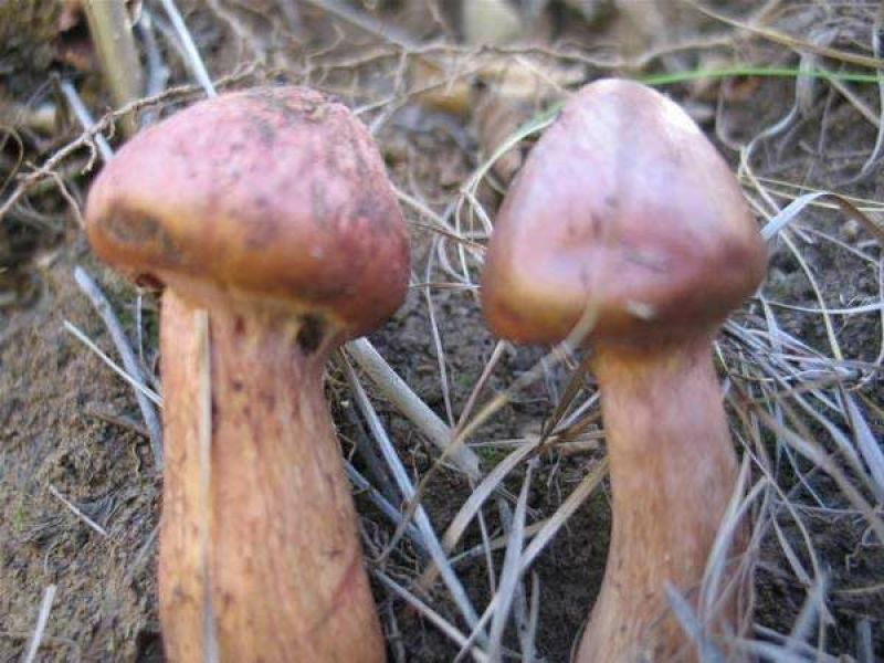 红蘑菇特级4cm