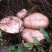 红蘑菇特级4cm